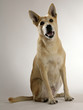 Foto: Mischlingshund Mischlingshund