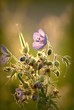 Magic purple wildflower in the splendor of the setting sun