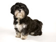 Foto: Havaneser Hund Havaneser Hund