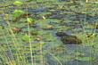 Florida Alligator