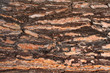 Bark texture