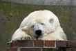 0910171 - Eisbär