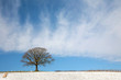 Oak Tree in Winter