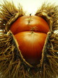Chestnut
