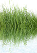 herbes