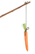 Carrot