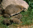 Igelfamilie_111595