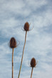 autumn teasels
