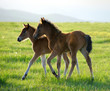 two foals on spring meadow