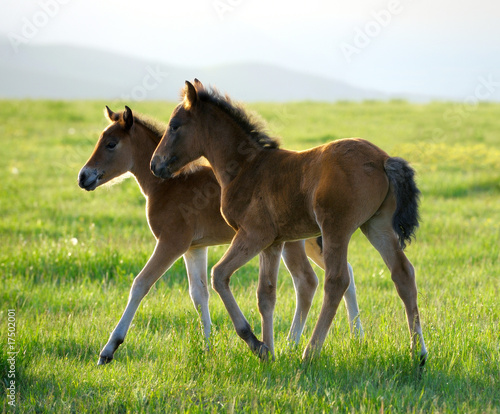 Photo: two foals on spring meadow two foals on spring meadow