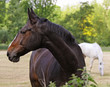 two horses