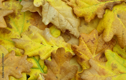 Photo: leaf leaf