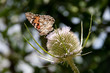 Schmetterling