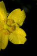 fiore giallo coperto di rugiada 2