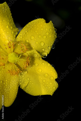 Foto: fiore giallo coperto di rugiada 2 fiore giallo coperto di rugiada 2