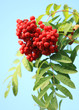 ashberry