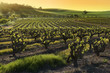 Barossa Valley Vineyard Barossa Valley Vineyard