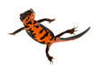 Swimming Fire Bellied Newt