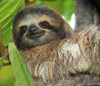 three toed sloth male juvenile in tree, costa rica three toed sloth male juvenile in tree, costa rica