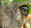 three toed sloth male juvenile in tree, costa rica