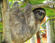 three toed sloth male juvenile in tree, costa rica