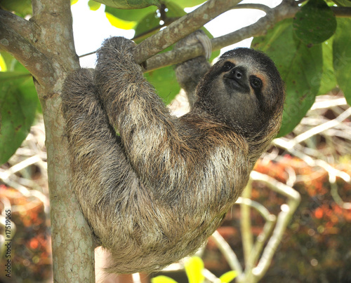 Photo: three toed sloth male juvenile in tree, costa rica three toed sloth male juvenile in tree, costa rica