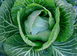white cabbage
