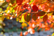Autumn leaves