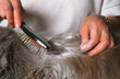 toilettage d'un chat et recherche de parasites externes
