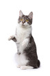 Playful kurilian bobtail