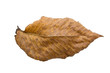 alder leaf