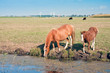 Drinking horse with her foal