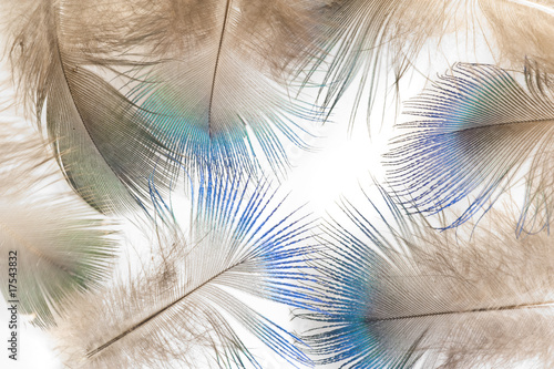 Photo: Feathers of a peacock Feathers of a peacock