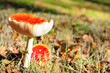 red mushrooms on grass