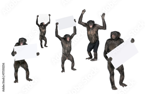 Photo: protesting monkey against white background protesting monkey against white background