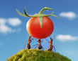 three ants holding fresh tomato