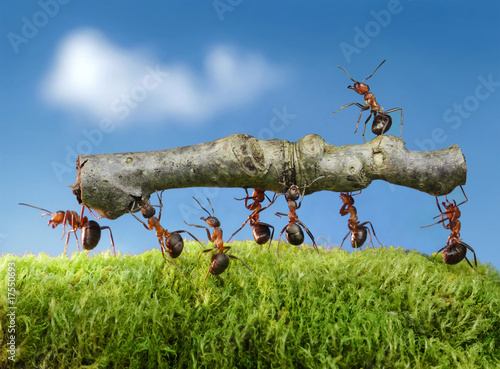 Foto: ants carry log with chief on it ants carry log with chief on it