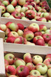 Äpfel