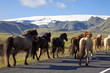 Icelandic Horses Running On A Road Icelandic Horses Running On A Road