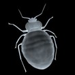 bedbug
