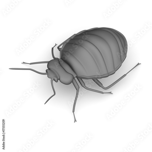 bedbug