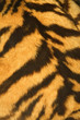 tiger fur texture (real)