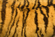 tiger fur texture (real)