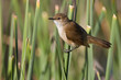 African Reed-Warbler