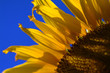 Helianthus
