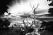 Tree on the edge of the Grand Canyon