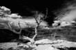 Grand Canyon Tree