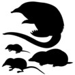 silhouette of the mole, mouse and desmans silhouette of the mole, mouse and desmans