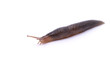 slug