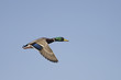 Mallard Duck In Flight